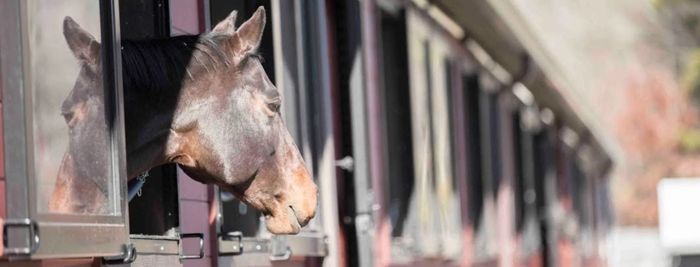 Horse sticking head out of window of a barn